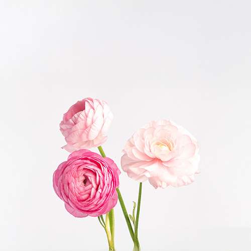 Coussement Jacqueline